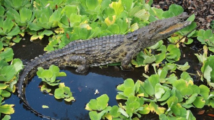 Florida crocodiles: Man-eating Nile beasts confirmed in swamps
